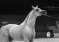 Reiten in Dubai: Was Auswanderer mit Pferden wissen müssen
