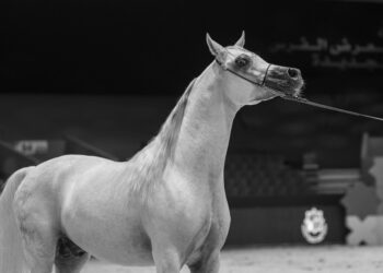 Reiten in Dubai: Was Auswanderer mit Pferden wissen müssen
