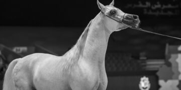 Reiten in Dubai: Was Auswanderer mit Pferden wissen müssen