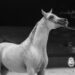 Reiten in Dubai: Was Auswanderer mit Pferden wissen müssen