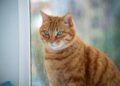 Katze nach Dubai: Einreise, Haltung und Ernährung