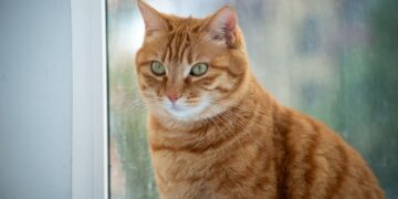 Katze nach Dubai: Einreise, Haltung und Ernährung
